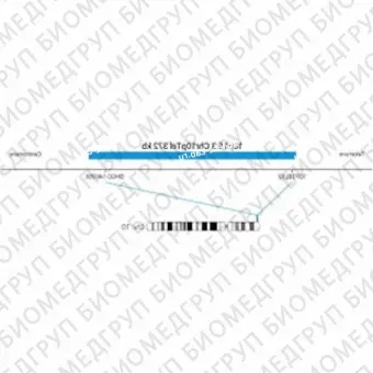 ДЛЯ КЛИЕНТОВ ЗА ПРЕДЕЛАМИ США. SureFISH 10p15.3 Chr10pTel 372kb P20 BL