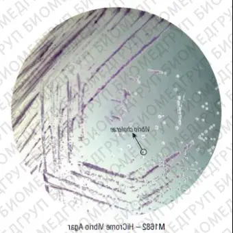 Агар HiCrome вибрио 500 г ФСЗ 2009/03705