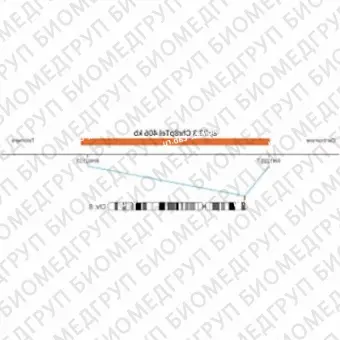 ДЛЯ КЛИЕНТОВ ЗА ПРЕДЕЛАМИ США. SureFISH 8p23.3 Chr8pTel 406kb P20 RD