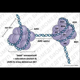 Набор TET Hydroxylase Activity Quantification Kit колориметрический, Abcam, ab156912, 48 тестов