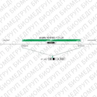 ДЛЯ КЛИЕНТОВ из США. SureFISH 16q22.1 CBFB DF 498kb P20 GR. CBFB, Dual Fusion, 20 тестов, FITC, концентрат, ручное использование