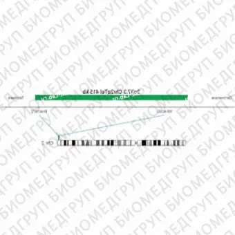 ДЛЯ КЛИЕНТОВ ЗА ПРЕДЕЛАМИ США. SureFISH 2q37.3 Chr2qTel 415kb P20 GR