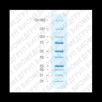 Маркеры белковые молекулярного веса, предокрашенные, 10250 кДа, 10 полос, BioRad, 1610393, 5х500 мкл