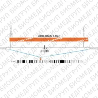 ДЛЯ КЛИЕНТОВ из США. SureFISH 1q21.3 CKS1B 386 КБ P20 RD. CKS1B, Номер копии, 20 тестов, Cy3, Концентрат, Ручное использование