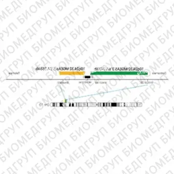 ДЛЯ КЛИЕНТОВ из США. SureFISH 10q24.32 MGEA5 5 BA 353кб P20 RD. MGEA5, Break Apart, 20 тестов, Cy3, Концентрат, Ручное использование