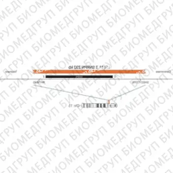 ДЛЯ КЛИЕНТОВ из США. SureFISH 15q11.2 SNRPN 232кб P20 RD. SNRPN, Копийный номер, 20 тестов, Cy3, Концентрат, Ручное использование