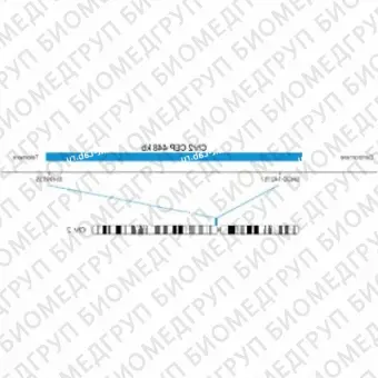 ДЛЯ КЛИЕНТОВ ЗА ПРЕДЕЛАМИ США. SureFISH Chr2 CEP 448kb P20 BL