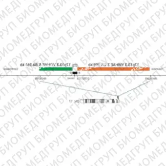 ДЛЯ КЛИЕНТОВ из США. SureFISH 17p33.3 YWHAE 5 BA 261кб P20 RD. YWHAE, Break Apart, 20 тестов, Cy3, концентрат, ручное использование