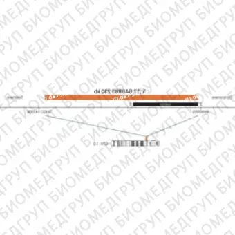 ДЛЯ КЛИЕНТОВ ЗА ПРЕДЕЛАМИ США. SureFISH 15q12 GABRB3 230kb P20 RD