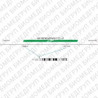 ДЛЯ КЛИЕНТОВ из США. SureFISH 10q26.3 Chr10qTel 391кб ГР. Теломер Chr10q, Номер копии, 20 тестов, FITC, Концентрат, Ручное использование