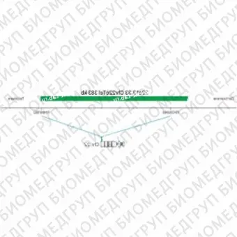 ДЛЯ КЛИЕНТОВ ЗА ПРЕДЕЛАМИ США. SureFISH 22q13.33 Chr22qTel 383kb P20 GR