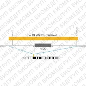 ДЛЯ КЛИЕНТОВ ЗА ПРЕДЕЛАМИ США. SureFISH 11q22.3 ATM 732kb P20 GR