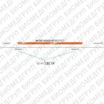 ДЛЯ КЛИЕНТОВ ЗА ПРЕДЕЛАМИ США. SureFISH 22q13.33 Chr22qTel 383kb P20 RD