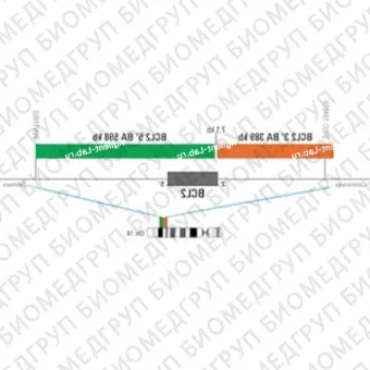 ДЛЯ КЛИЕНТОВ ЗА ПРЕДЕЛАМИ США. SureFISH 18q21 BCL2 3146 BA 389kb P20 RD
