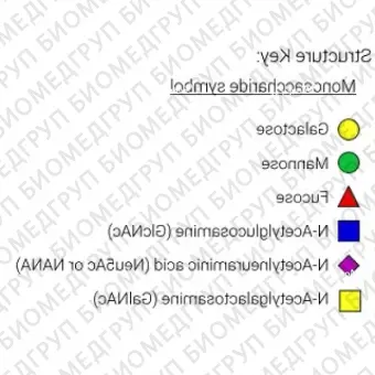 Nгликан AdvanceBio InstantQ Man7/M7 олигоманноза 7 ранее ProZyme. Nгликан, помеченный InstantQ, для использования в качестве качественного стандарта с системой анализа гликанов GlyQ