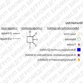 Nгликан AdvanceBio InstantQ G2F/FA2G2 асиало, галактозилированный биантеннарный комплекс Nгликан, ядро замещено фукозой ранее ProZyme. Nгликан, помеченный InstantQ, для использования в качестве качественного стандарта с системой анализа гликанов G