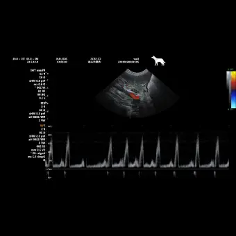 Переносной ветеринарный ультразвуковой сканер P60