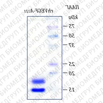 Фактор роста эндотелия сосудовА человека, изоформа 121, рекомбинантный белок, rhVEGFA121, Россия, PSG14010, 10 мкг