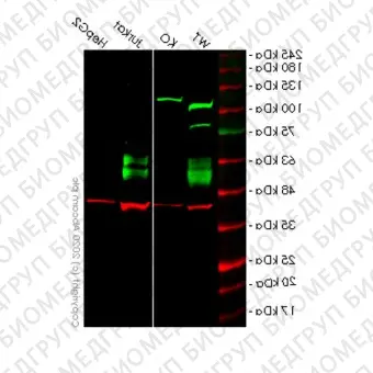 Клеточная линия Human CD47 knockout HEK293T cell line, Abcam, ab266324, 1 млн.кл.
