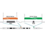 ДЛЯ КЛИЕНТОВ из США. SureFISH 1q23.3 PBX1 DF 603 КБ P20 RD. PBX1, Dual Fusion, 20 тестов, Cy3, концентрат, ручное использование